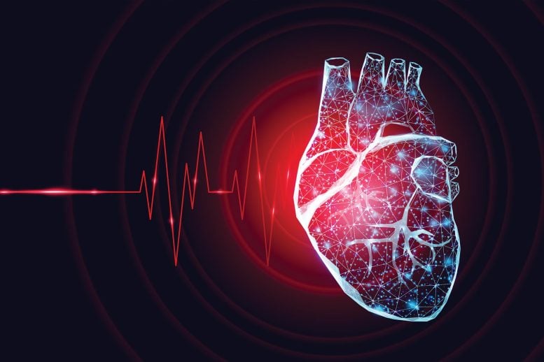 Human Heart Wireframe Heartbeat