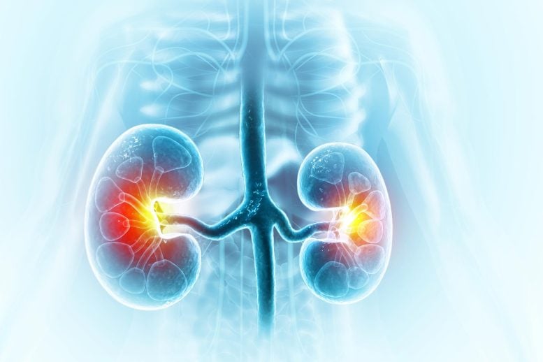Human Kidney Diagram