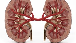 Human Kidneys Illustration