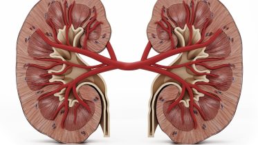 Human Kidneys Illustration