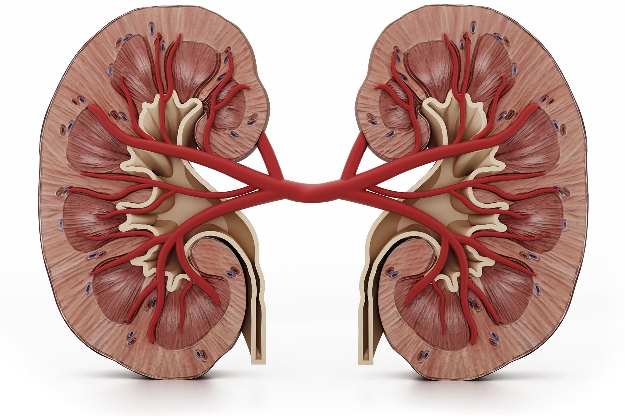 Illustration of human kidney
