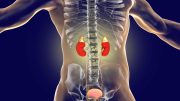Human Kidneys and Adrenal Glands Anatomy Illustration