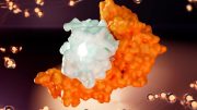 Human Leukocyte Antigen B Interacts With SARS-CoV-2
