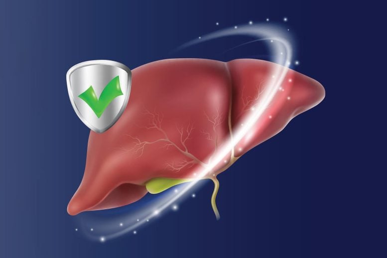 Human Liver Protection Shield