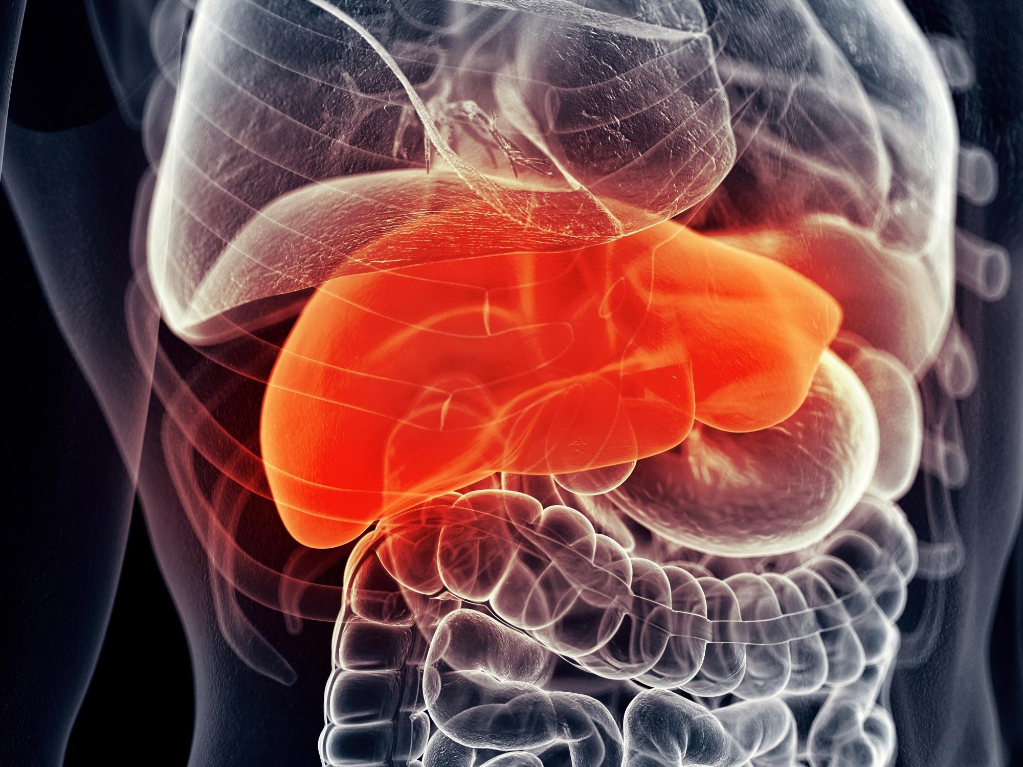 Scientists Identify Potential New Treatment for Liver Disease