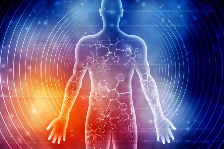 Scientists Identify Molecular Switch That Lets Exercise Reverse Muscle Aging