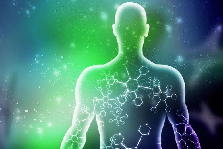 Human Male Muscle Body Science Biochemistry