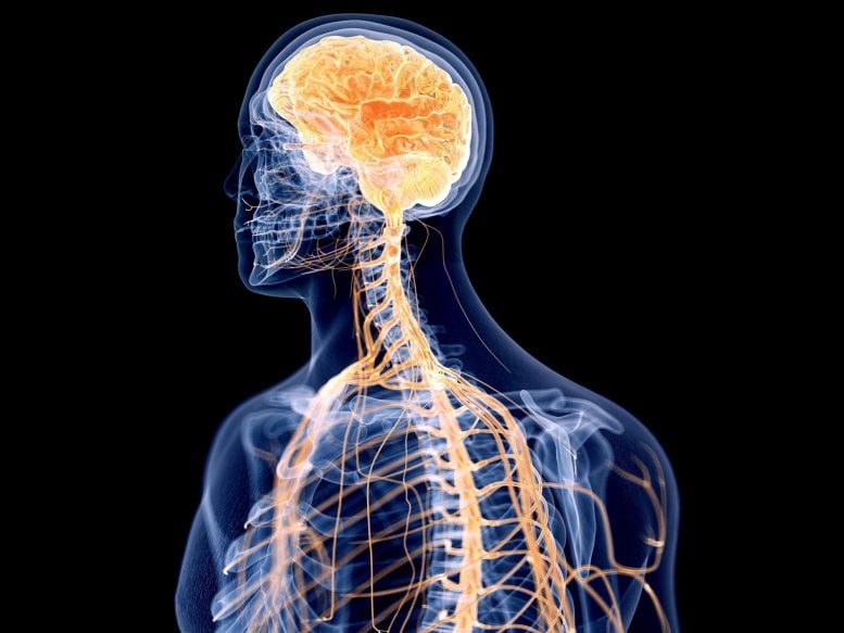 Human Nervous System Illustration