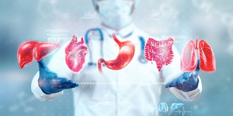 Human Organs Hologram