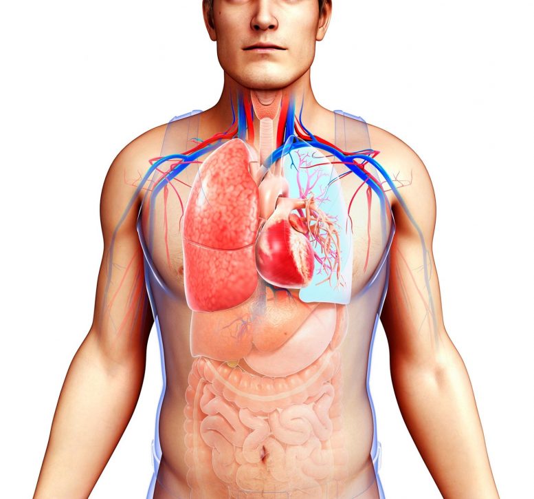 Human Organs Illustration