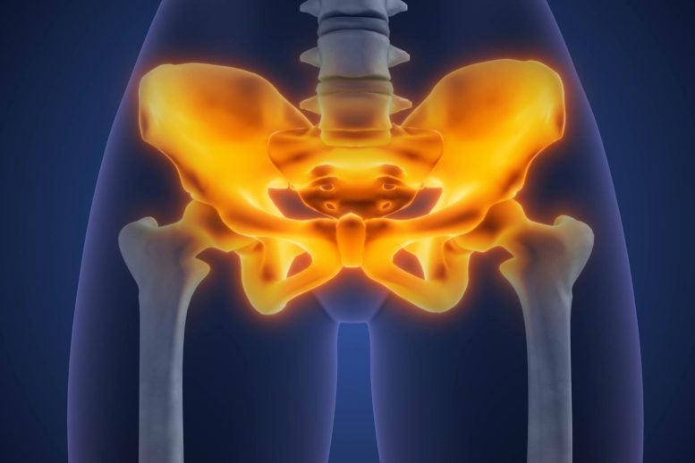 Human Pelvis Pain Hip Bones