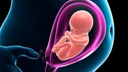 Human Pregnancy Fetus Illustration