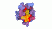 Human Protein in Three Dimensional Space