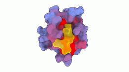 Human Protein in Three Dimensional Space