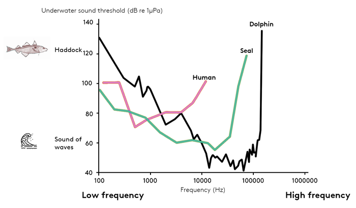 Human Seal Dolphin Hearing