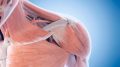 Human Shoulder Muscles