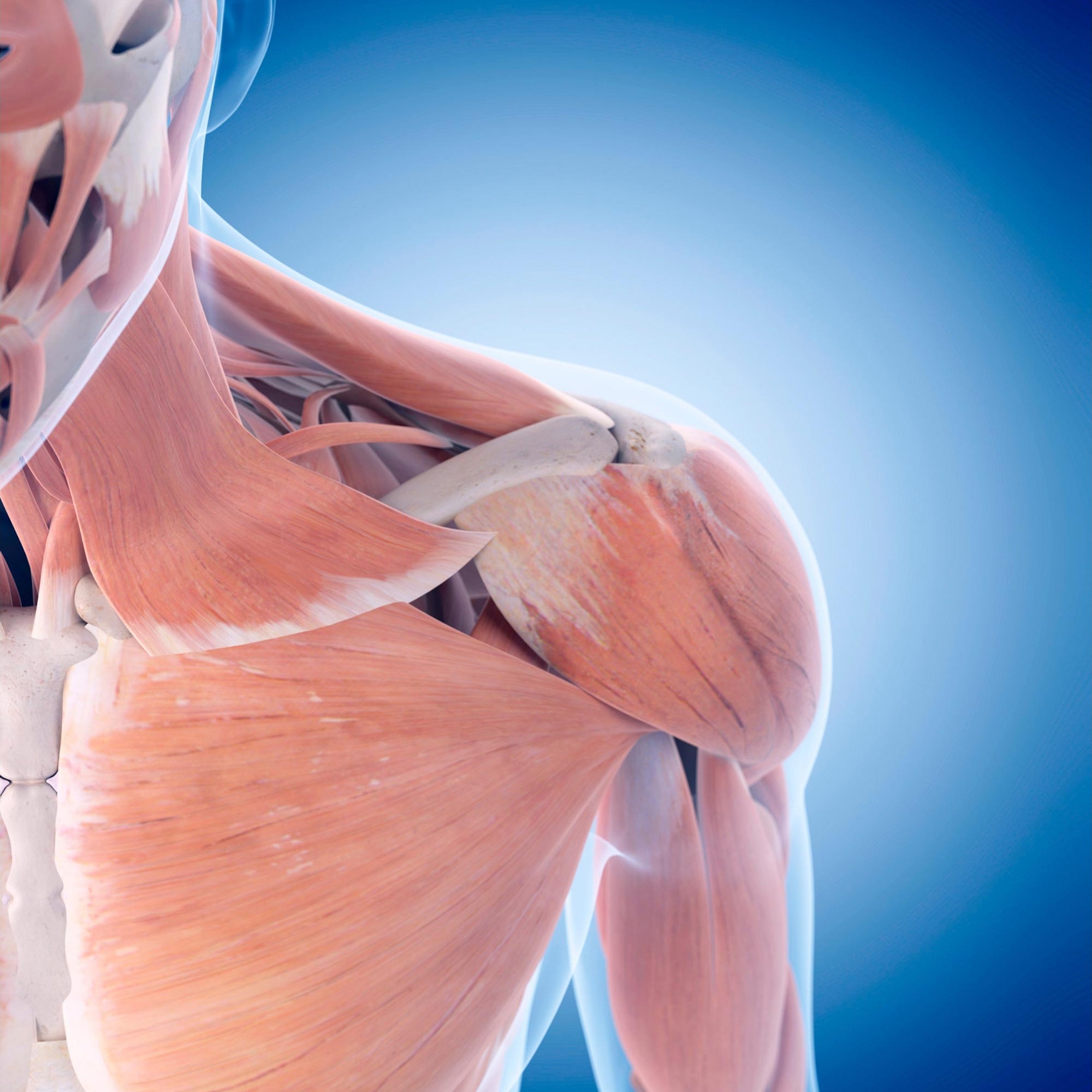 Fixing Shoulder Pain: Harvard Scientists Develop a Method To Restore Damaged Tendons and Muscles - SciTechDaily