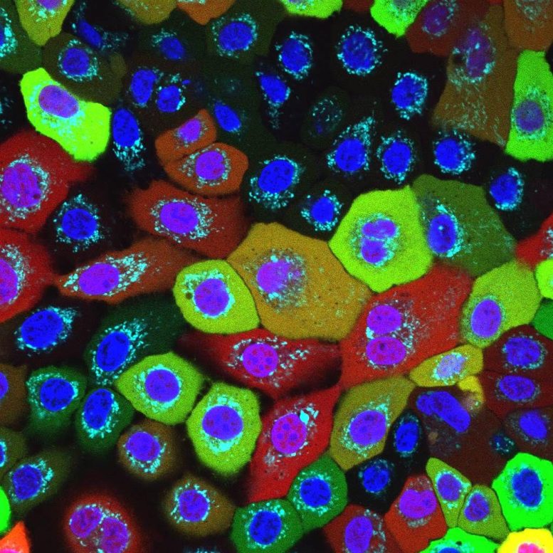 Human Skin Cells Healthy Mitochondria