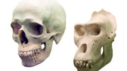 Human Skull vs Gorilla Skull