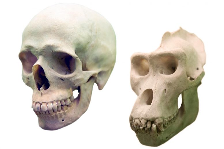 Human Skull vs Gorilla Skull