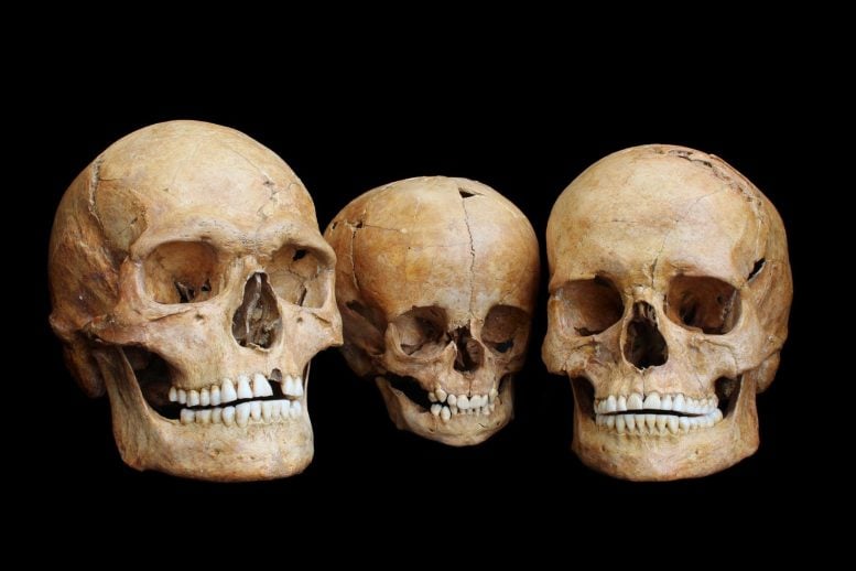 Human Skulls From the Hohlenstein-Stadel Cave