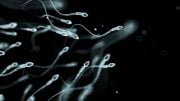 Human Sperm Cells