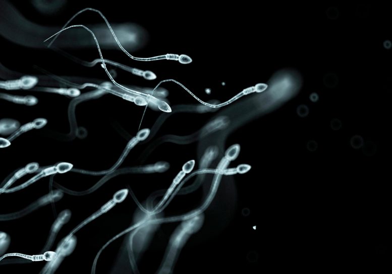 Human Sperm Cells