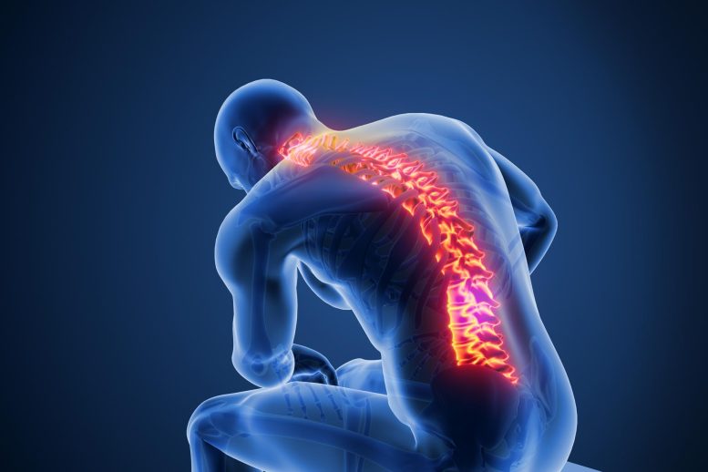 Human Spine Back Pain Sitting