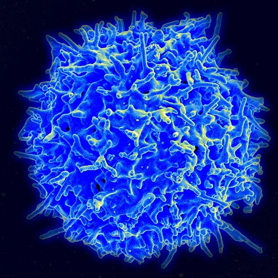 Human-T-Lymphocyte (T Cell)