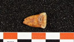 Human Tooth (Taforalt, Cave Morocco)