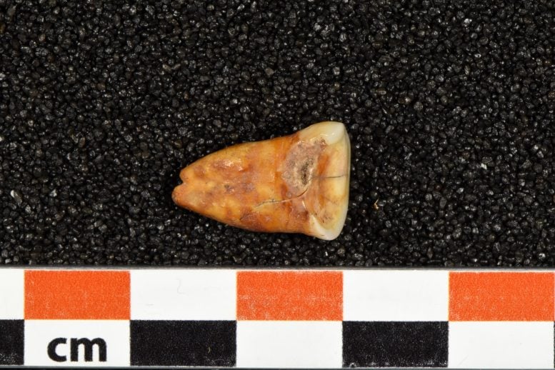 Human Tooth (Taforalt, Cave Morocco)