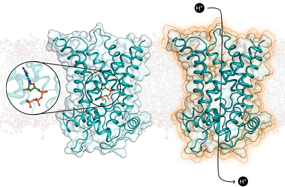 New Breakthrough in Obesity Molecular Protein Discovery Can Unlock Fat