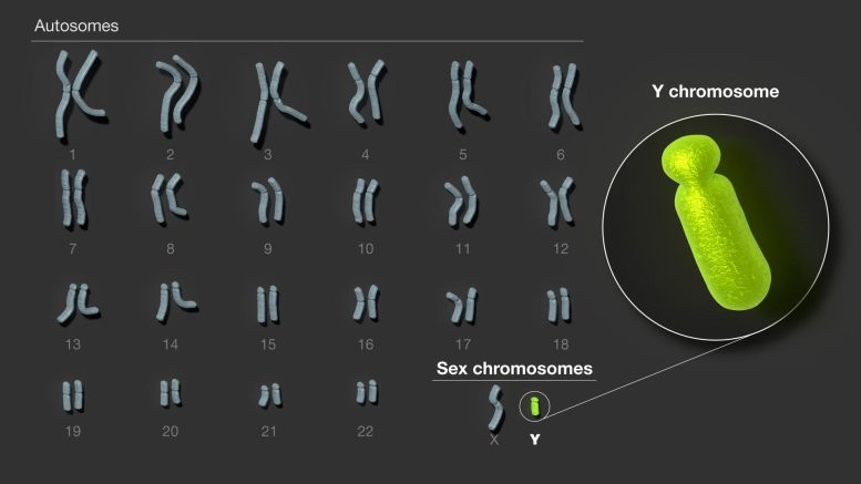 Human Y Chromosome