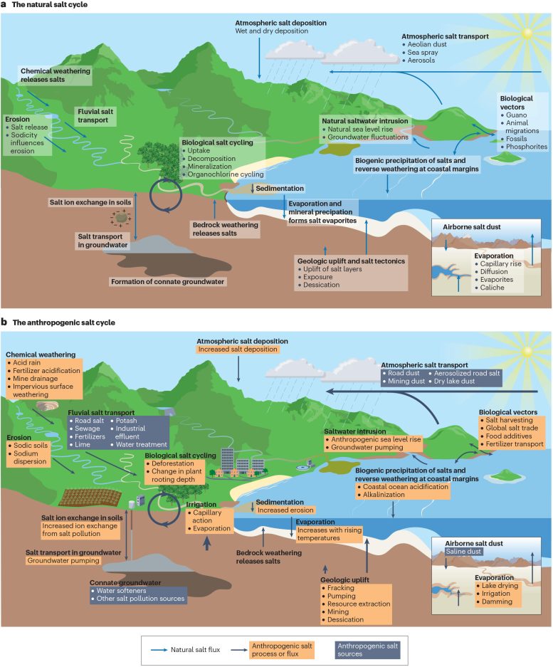 Humans Are Disrupting Natural Salt Cycle Graphic