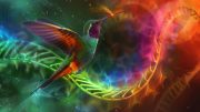 Hummingbird Rainbow Evolution