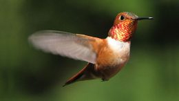 Hummingbirds pay no attention to flower color