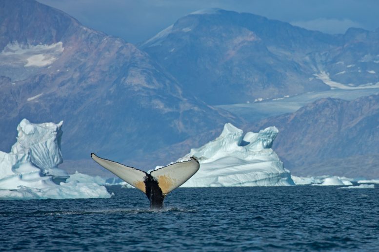 Humpback Whale 2