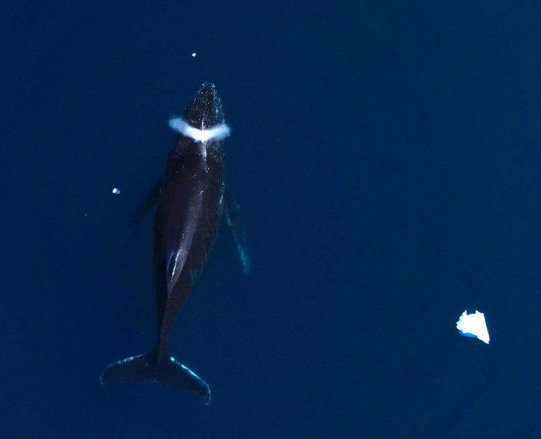 Humpback Whale Aerial