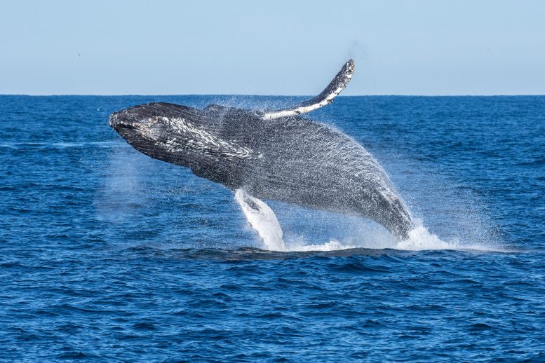 Humpback Whale Breaches