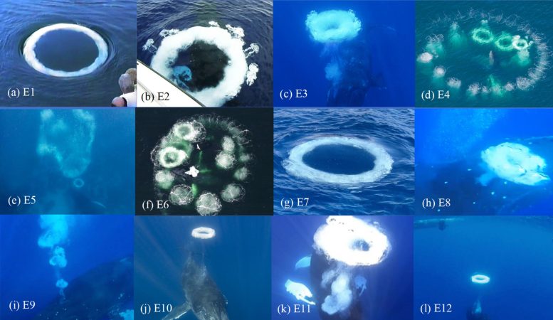 Humpback Whale Bubble Rings