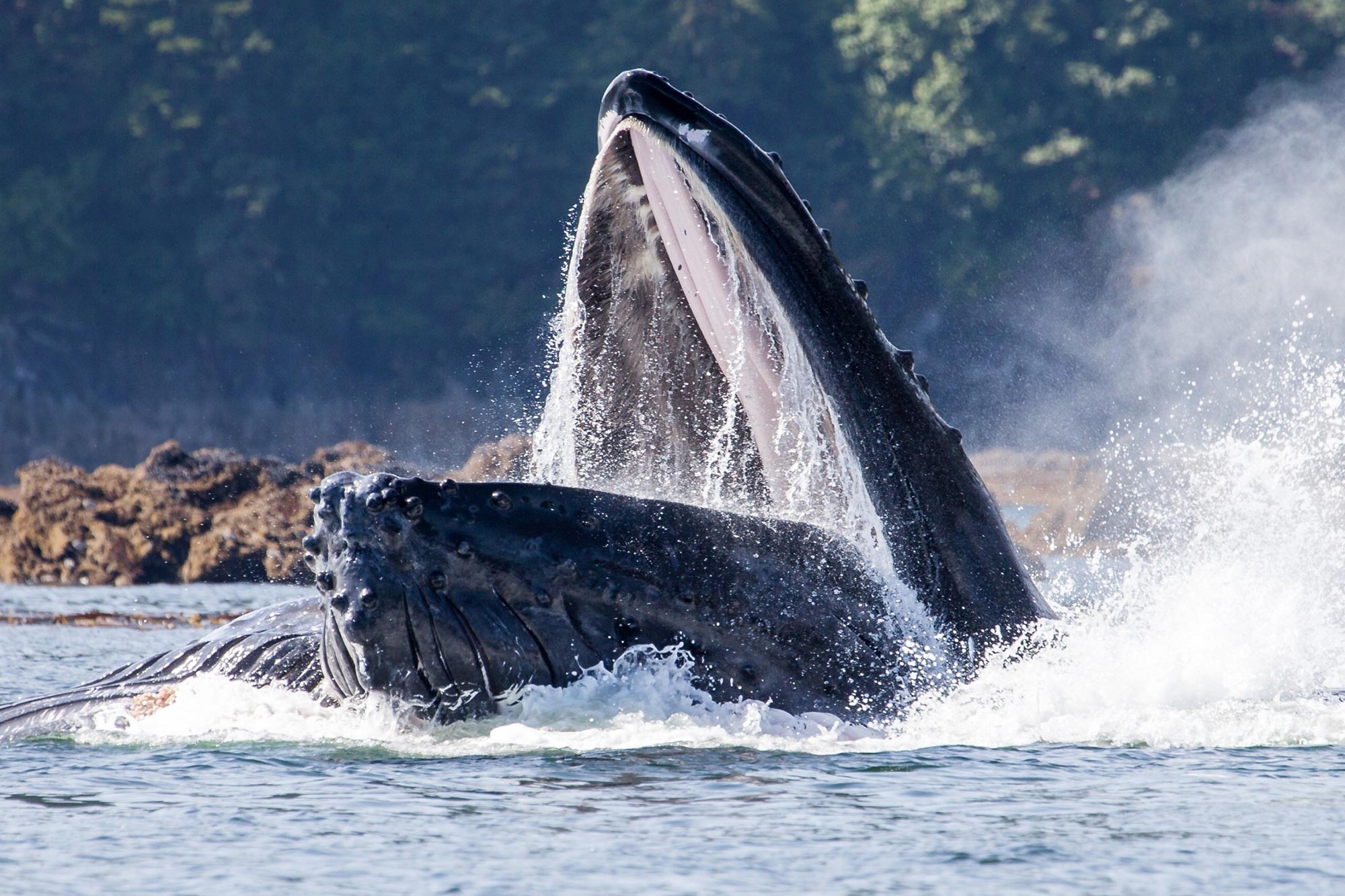 Here's How Whales Gulp Down Food Underwater Without Drowning