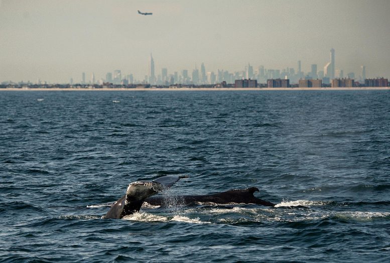Humpback Whale in NY