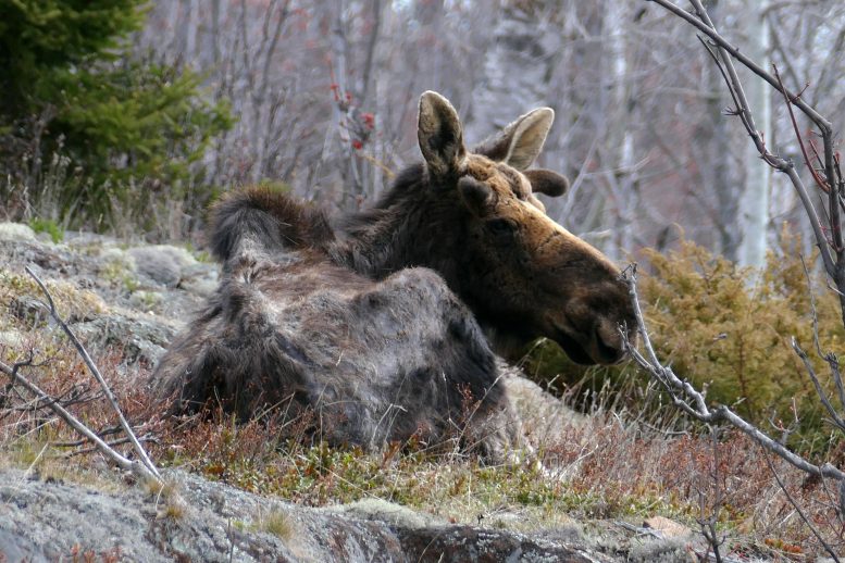 Hungry Moose