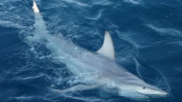 Hybrid Sharks Discovered Near Australia
