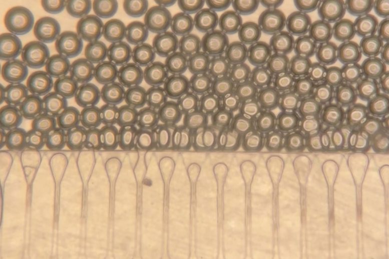 Hydrogel Microspheres for Mini Liver Formation