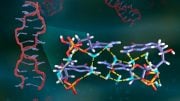 Hydrogen Bonding Patterns Between Water Molecules and DNA