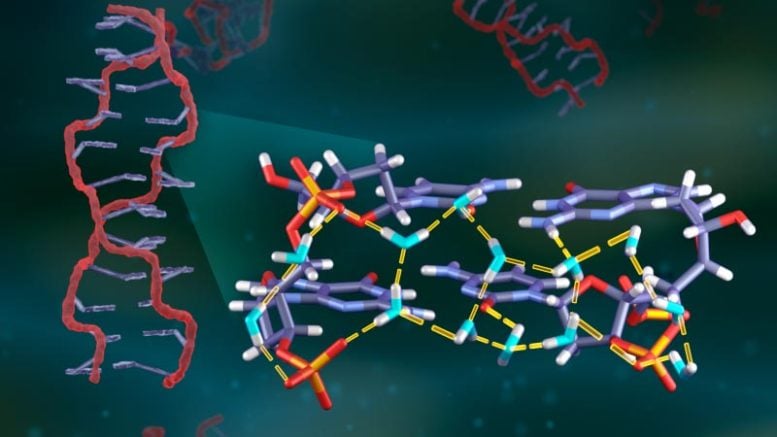 Hydrogen Bonding Patterns Between Water Molecules and DNA