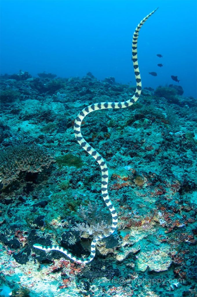 Hydrophis cyanocinctus (Annulated Sea Snake)