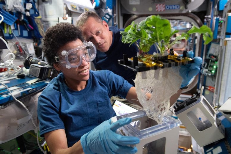 Hydroponic and Aeroponic Plant Investigation on ISS