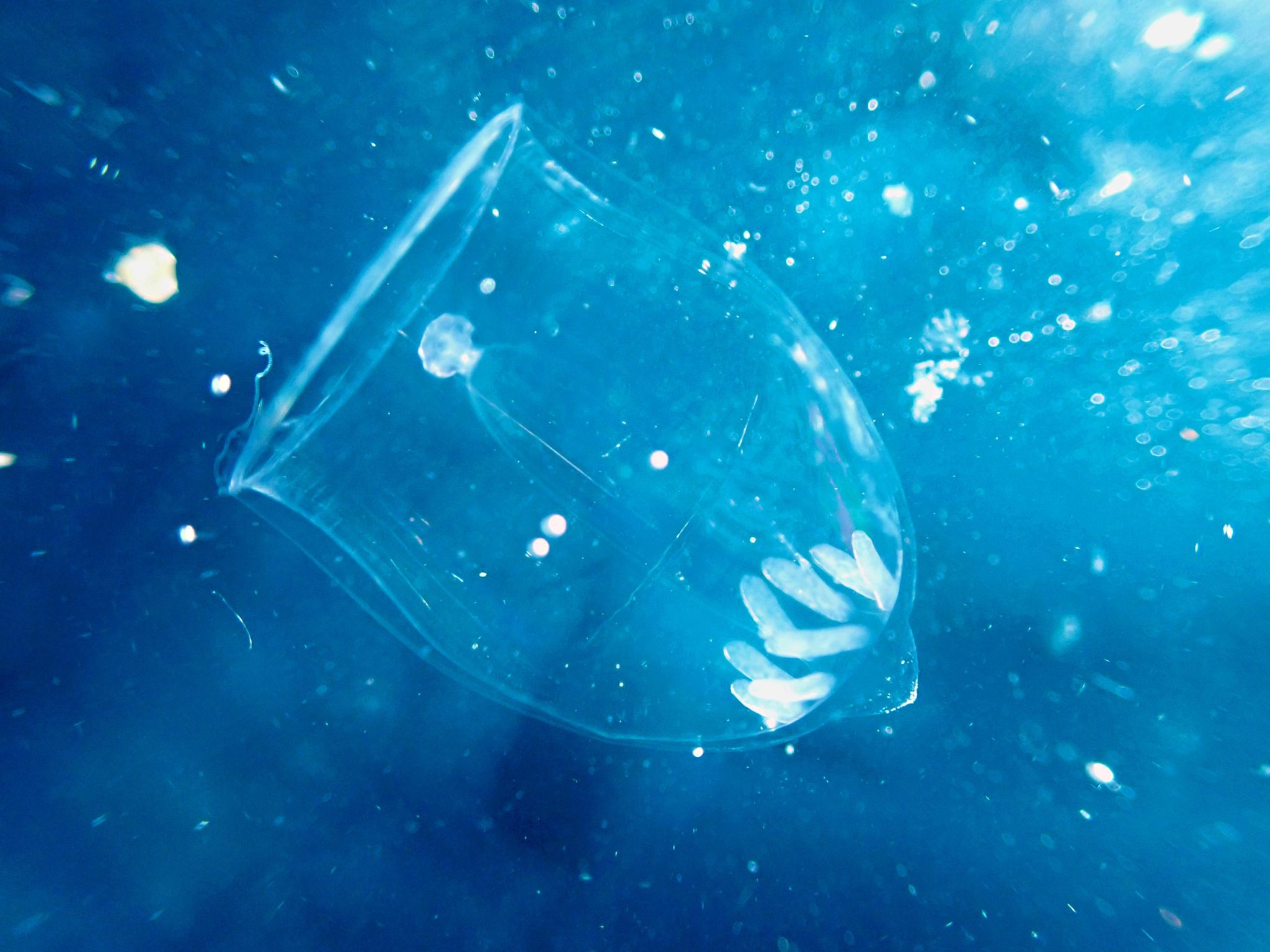 Arctic Nights & Jellyfish Lights A Surprising Survival Feast